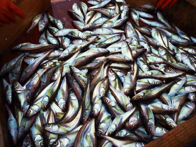 北浦の季節ハタハタ