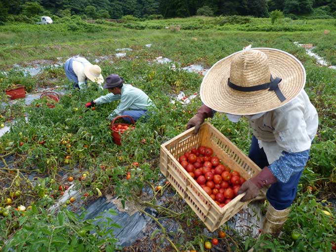 秋田市上新城トマトの収穫