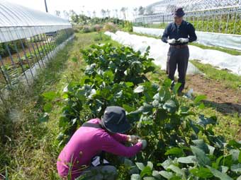 大潟村にて野菜収穫体験