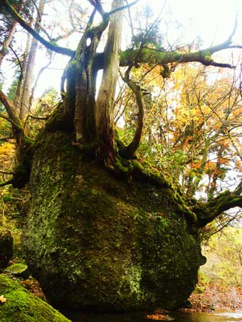 秋のネコバリ岩