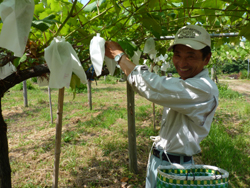 茂木果樹園