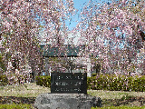 満開の桜