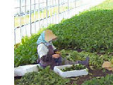 ほうれん草の収穫中