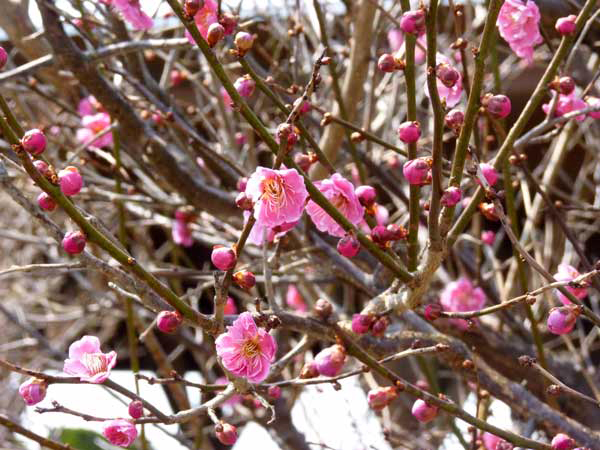 遊学舎　梅の花