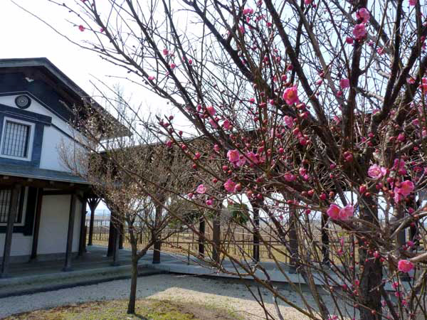 遊学舎梅の花