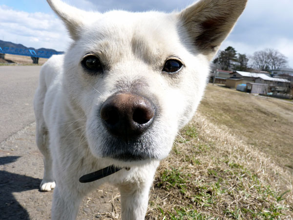 おまけ・犬