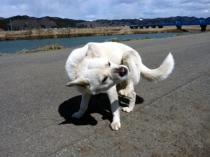 おまけ・犬