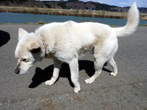 おまけ・犬