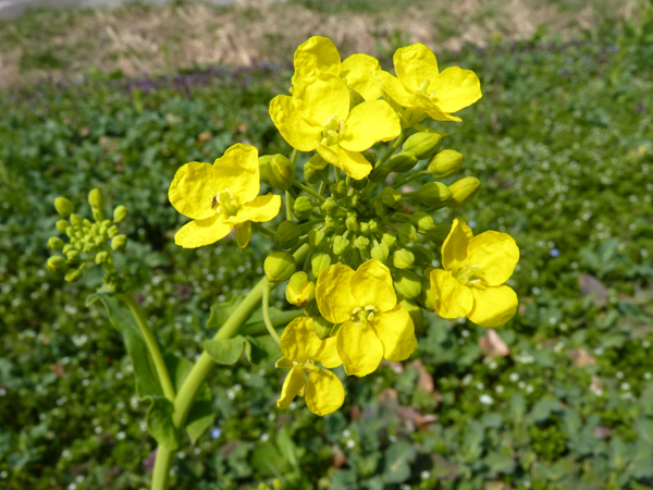 大潟村　菜の花