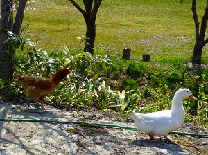 ガチョウと比内鳥