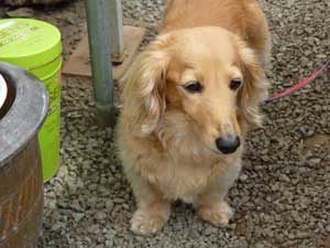 大人しくって人懐っこい愛犬チョコちゃん（ミニチュアダックス）も、お待ちしております。