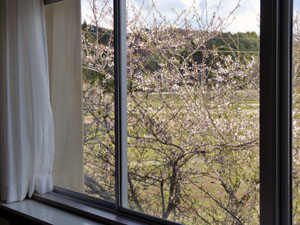 窓から桜が見える