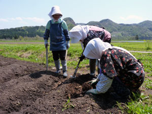 ダリアの球根植え