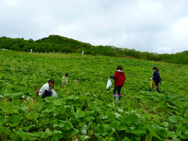 三又観光わらび園