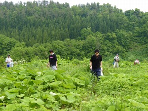 山菜とり