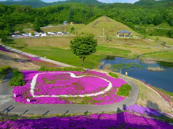 大松川ダム　芝桜