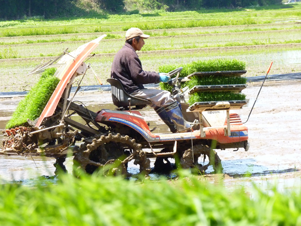 農家民宿「重松の家」田植え