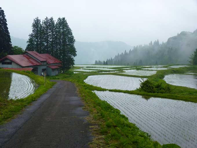 霞がかった棚田の風景（横倉地区）