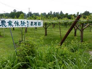 「ファーム・イン果夢園」の体験農園