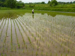 田植え