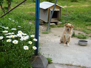 農家民宿「開墾の里」の看板犬チュモン