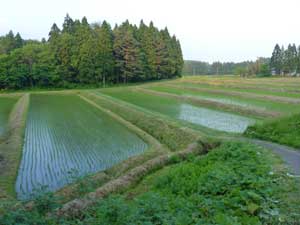 鳥海町の棚田