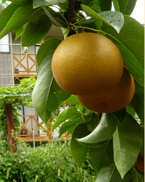 館岡果樹園の梨