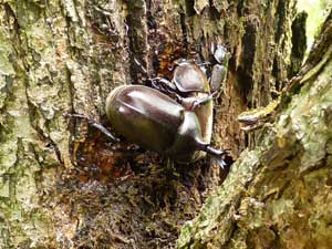 梨の木にいた、カブトムシ。