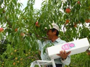 桃の収穫をする茂木栄一さん