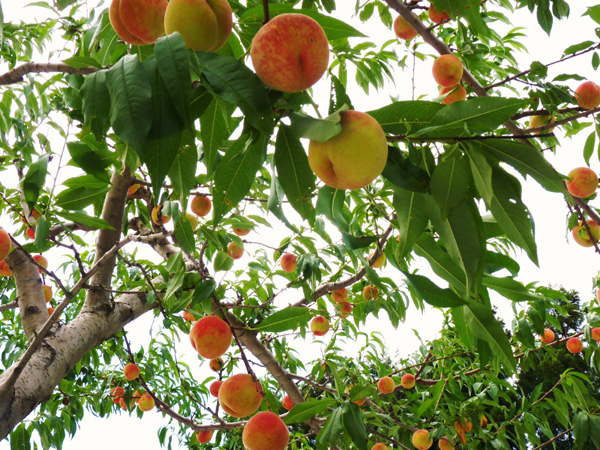 茂木果樹園の桃