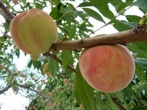 茂木果樹園の桃