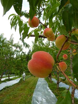 茂木果樹園