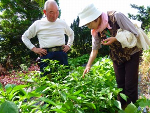 野菜の収穫