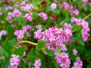 赤そばの花