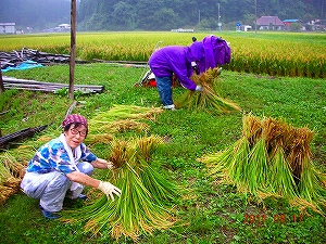 稲刈り