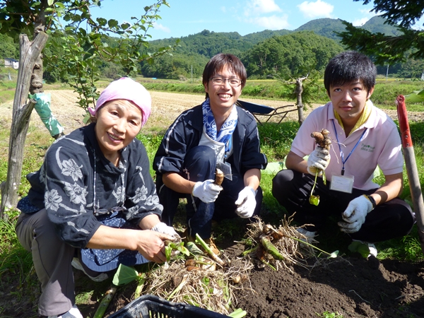 山内いものこの収穫体験