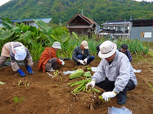 いものこ掘り体験