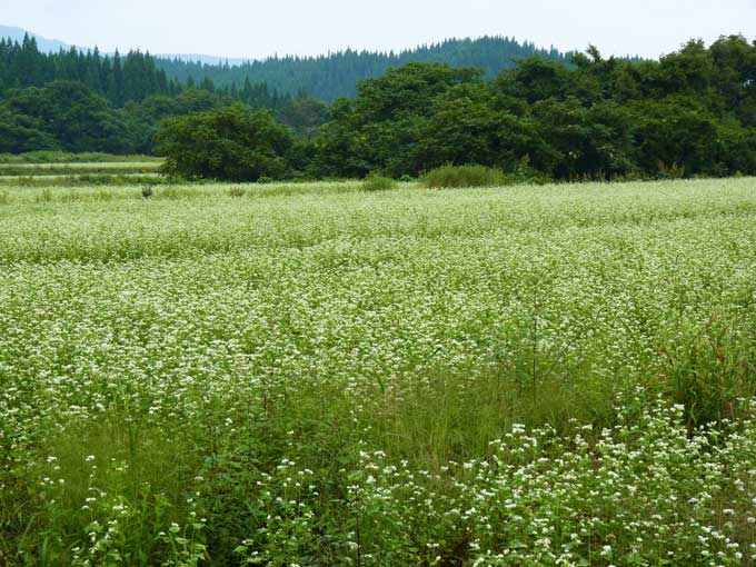 北秋田市合川三里転作蕎麦畑