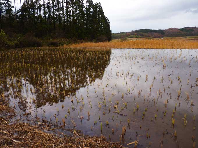 琴川のすげ田