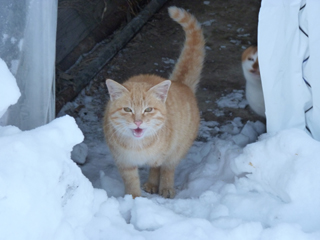 ねこ