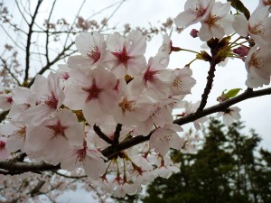 桜