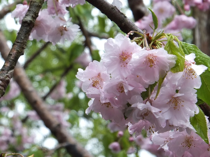 sakura