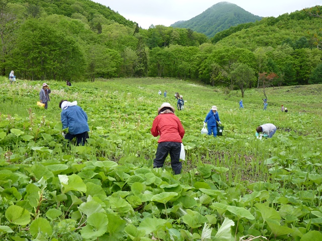 三又観光わらび園