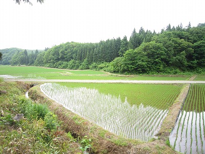 余目　田んぼのオーナー