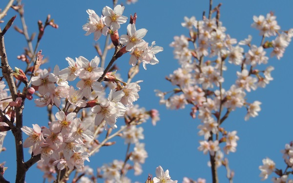 にかほ市大竹　桜