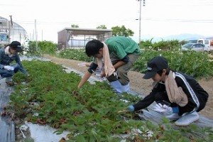 野菜の収穫