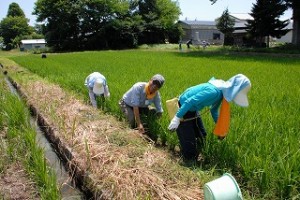 田んぼの作業