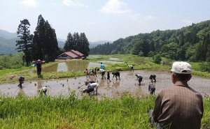 横倉地区棚田オーナー