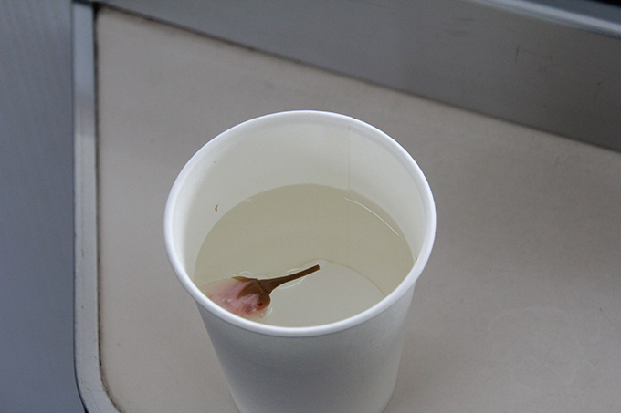 心温まるさくら茶サービス