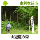 山遊庭の森